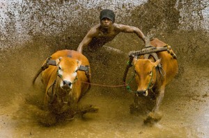 Lombok Male'an Sampi (Cattle Race)